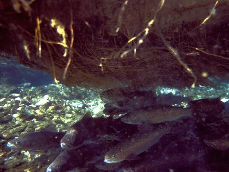 百奧源&reg;浮動(dòng)濕地根系下棲息的魚群